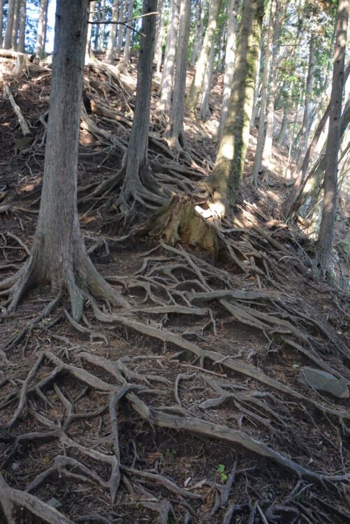 丹沢山・天王寺尾根ルートの木の根