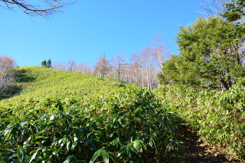 恵那山の登山道