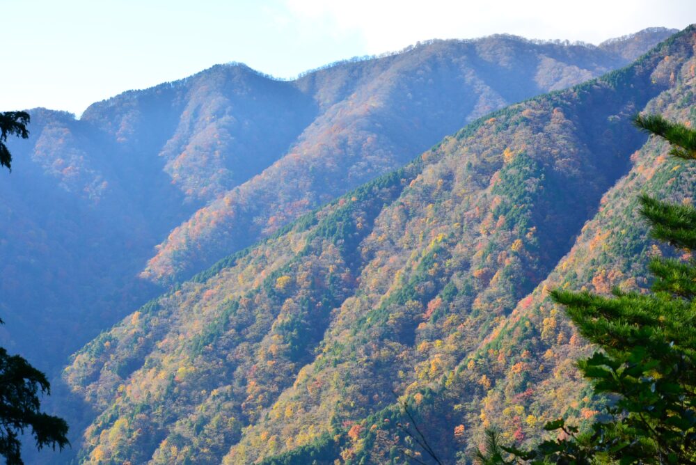 丹沢山・天王寺尾根ルートの紅葉