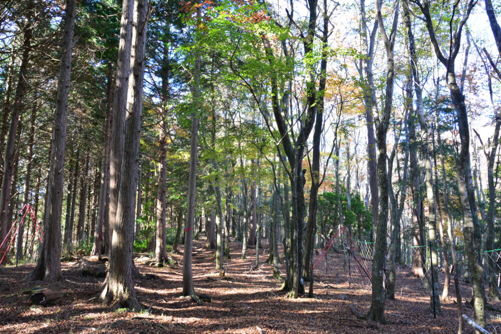 丹沢山・天王寺尾根ルートの落ち葉の積もる尾根