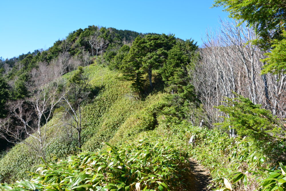 恵那山の登山道