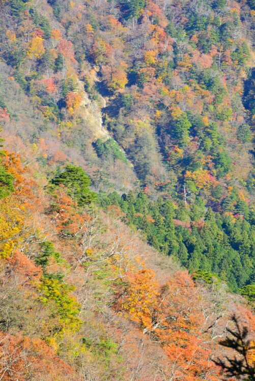 丹沢山・天王寺尾根ルートの紅葉