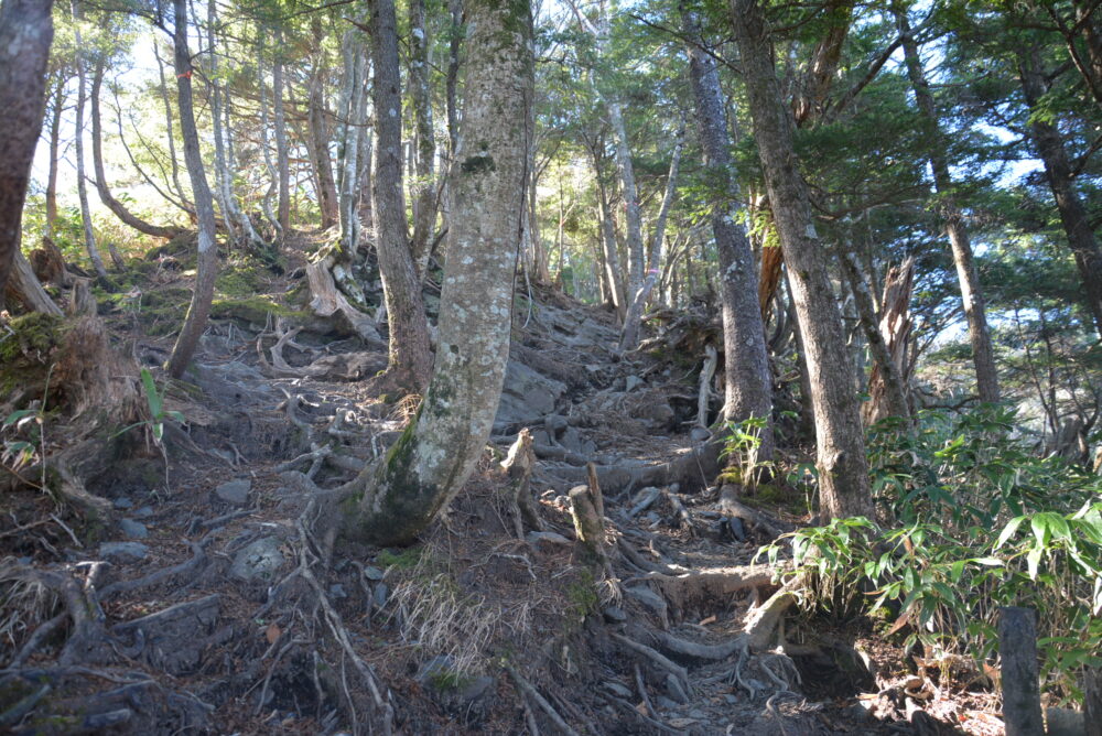 恵那山の登山道