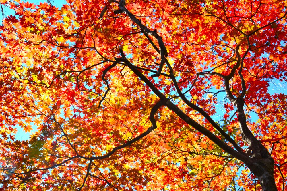 丹沢山・天王寺尾根ルートの紅葉