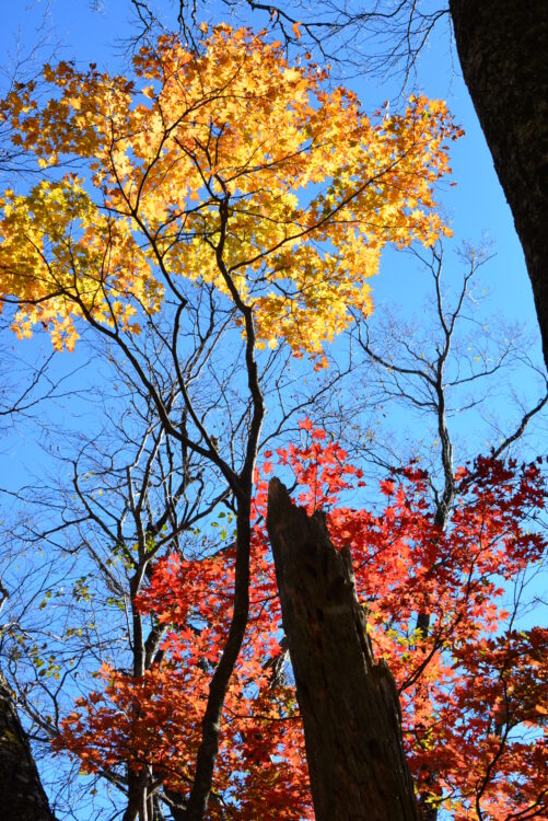 丹沢山・天王寺尾根ルートの紅葉