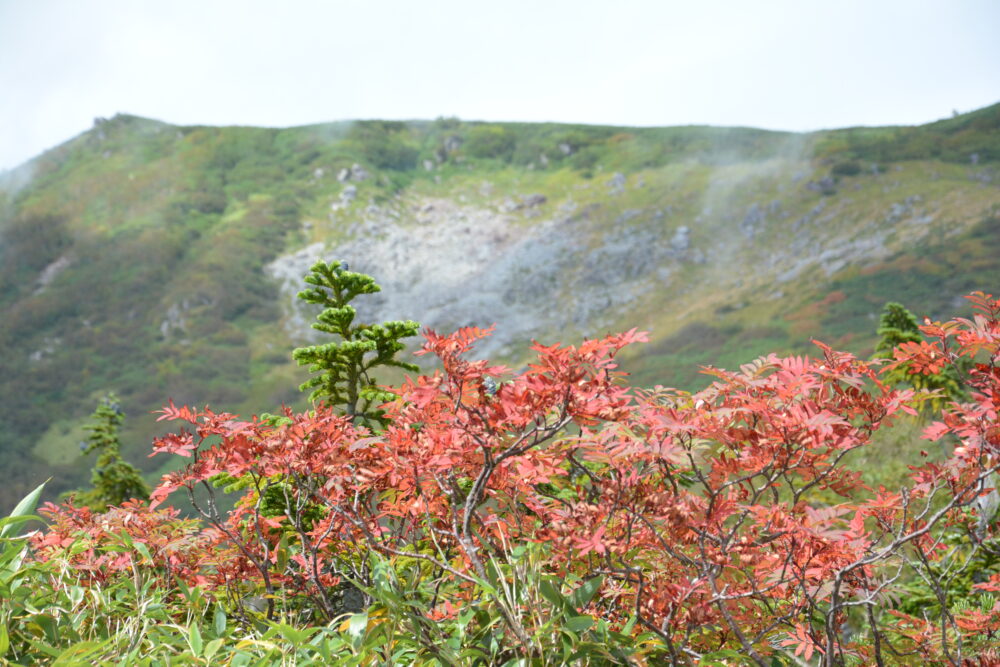 白馬岳の紅葉