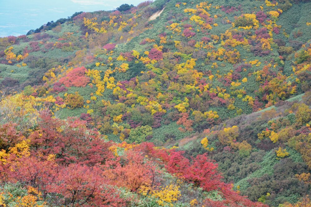 岩木山8月目の紅葉