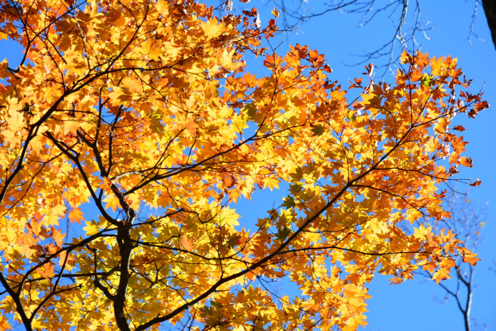 丹沢山の紅葉