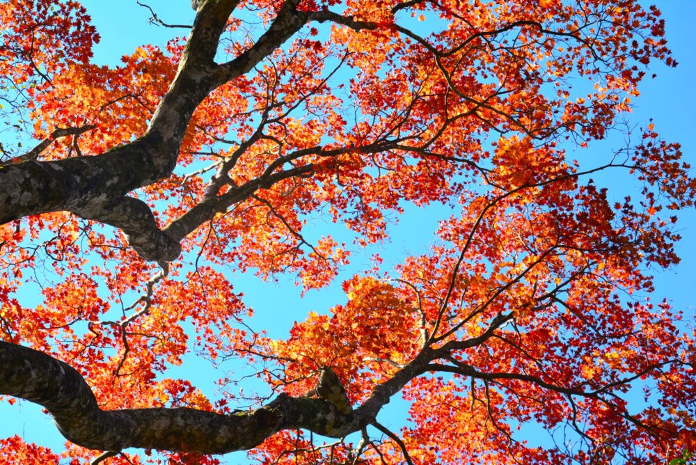 丹沢山・天王寺尾根ルートの紅葉