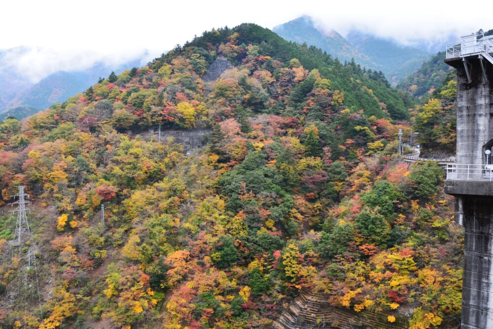 井川ダムの紅葉