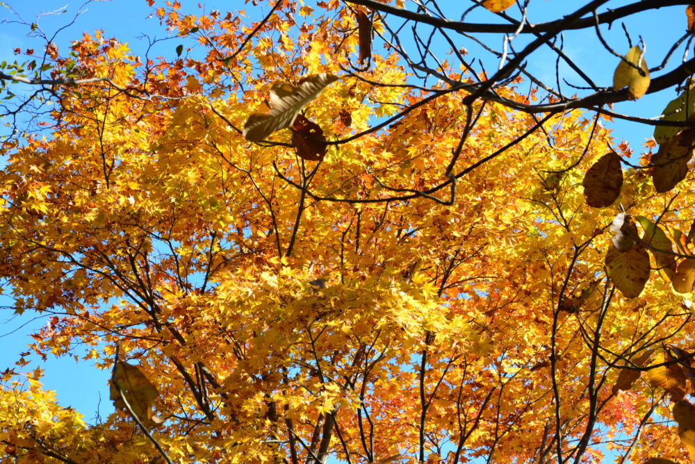 丹沢山・天王寺尾根ルートの紅葉