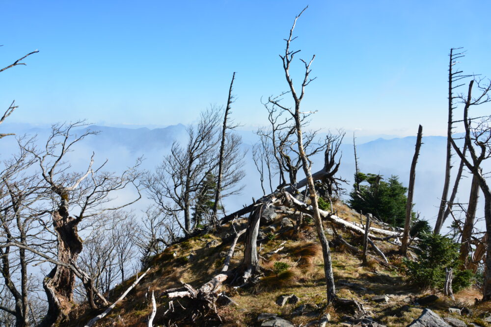 大峰山（弥山・八経ヶ岳）の立ち枯れた木々