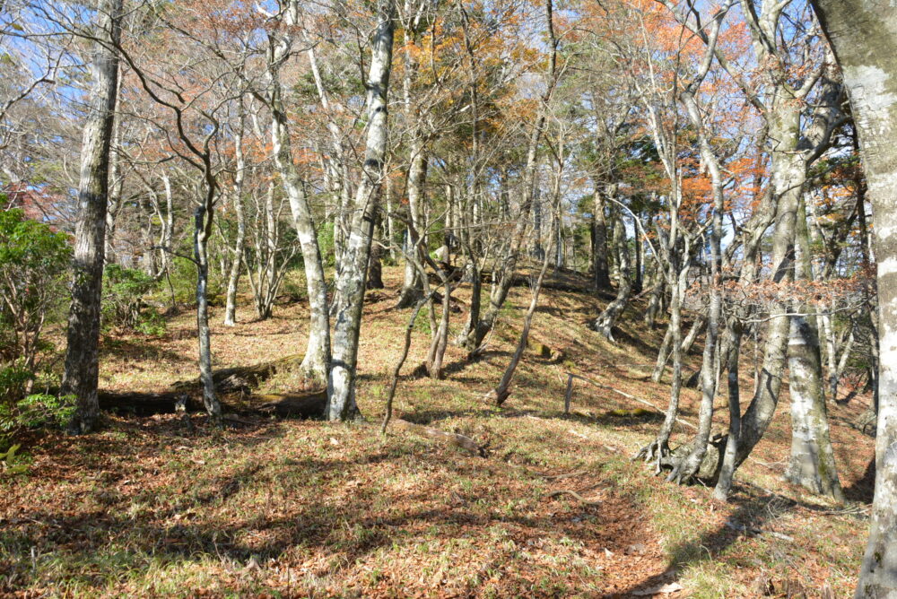 丹沢山・天王寺尾根ルートの登山道