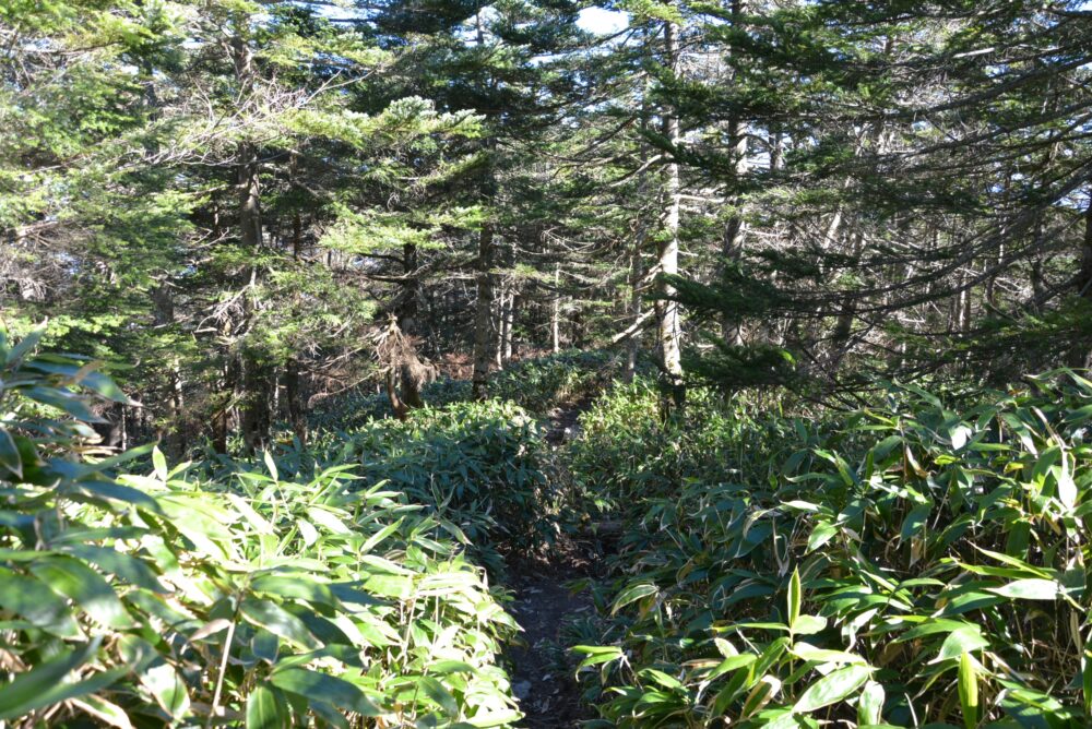 恵那山の登山道