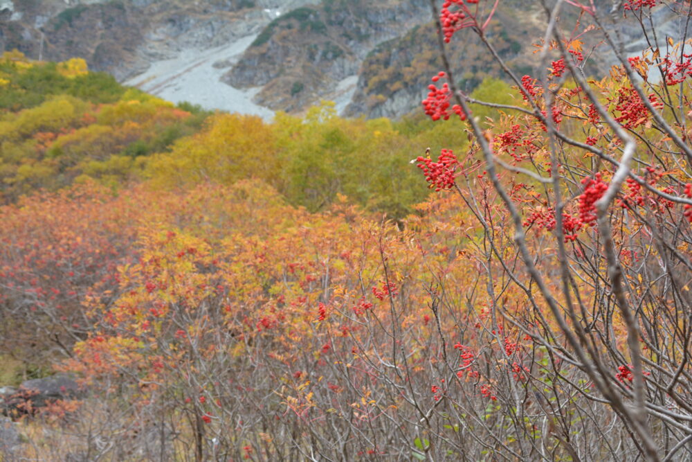 涸沢への登山道のナナカマド