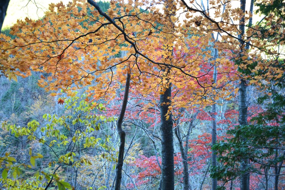 恵那山の紅葉