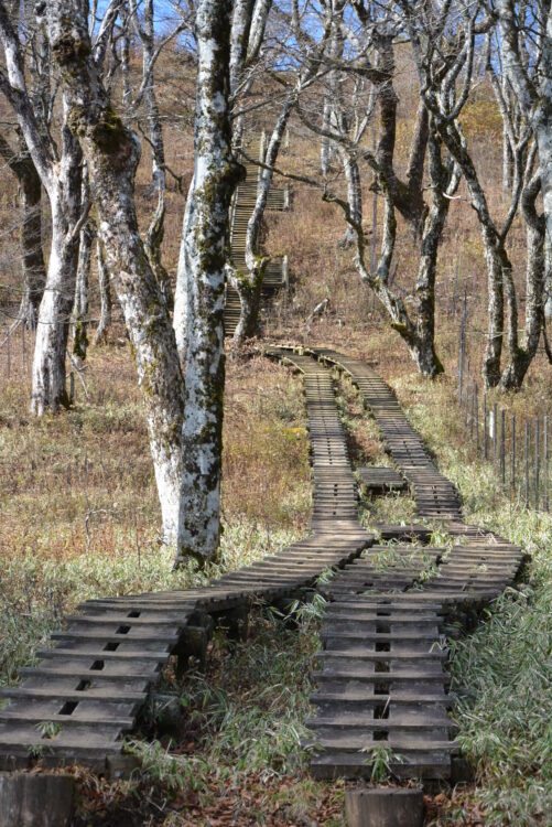 丹沢山山頂直下の木道