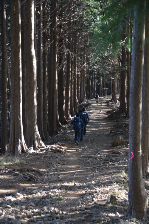 塔ノ岳の登山道（バカ尾根）