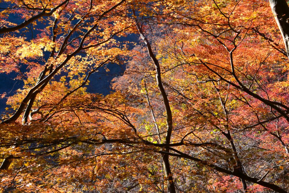 丹沢・鍋割山の小丸尾根で見かけた紅葉