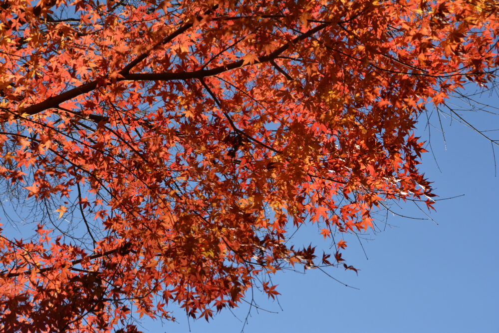 塔ノ岳で見かけた紅葉