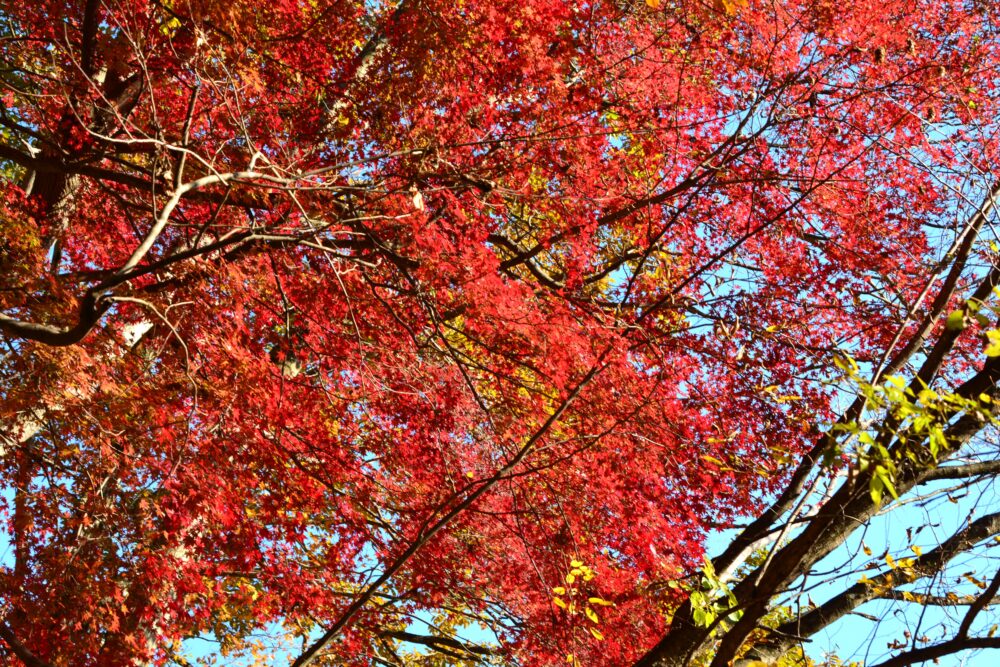 丹沢・鍋割山の小丸尾根で見かけた紅葉