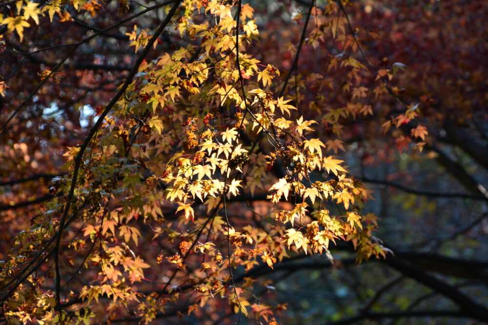 丹沢・鍋割山の小丸尾根で見かけた紅葉（もみじ）