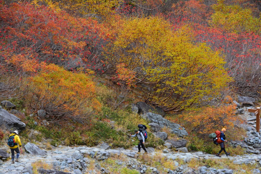 涸沢への登山道のナナカマド