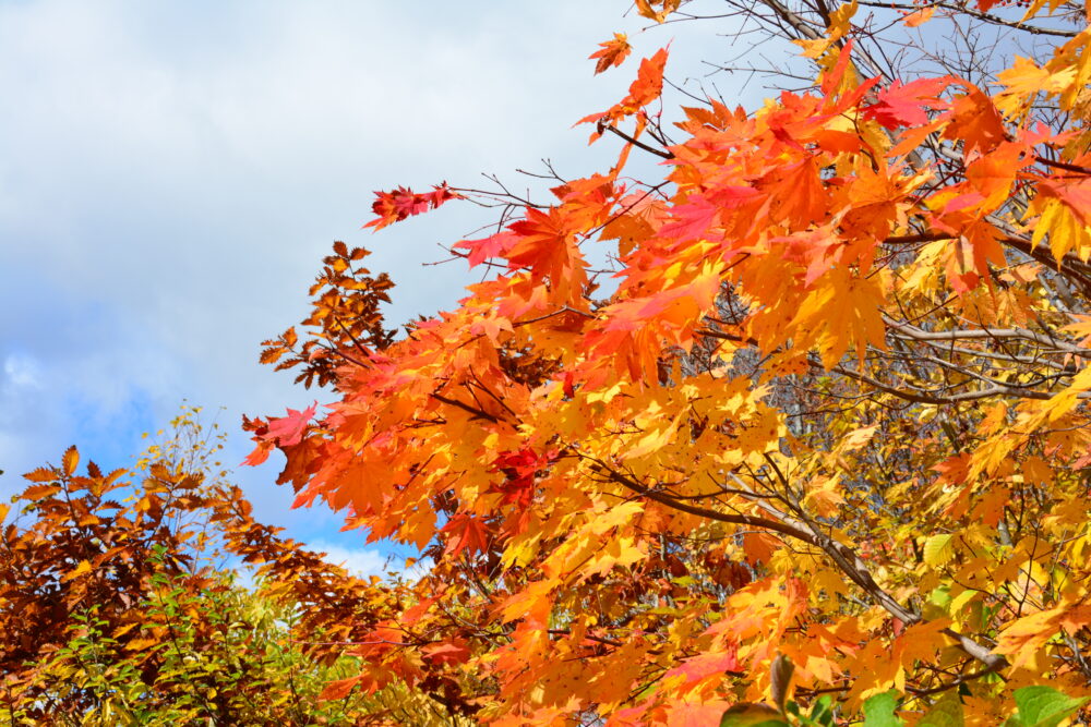 八幡平アスピーテラインの紅葉