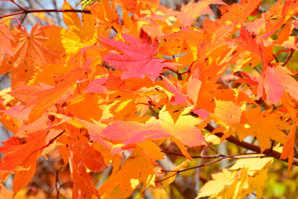 国道341号線（玉川温泉付近）の紅葉