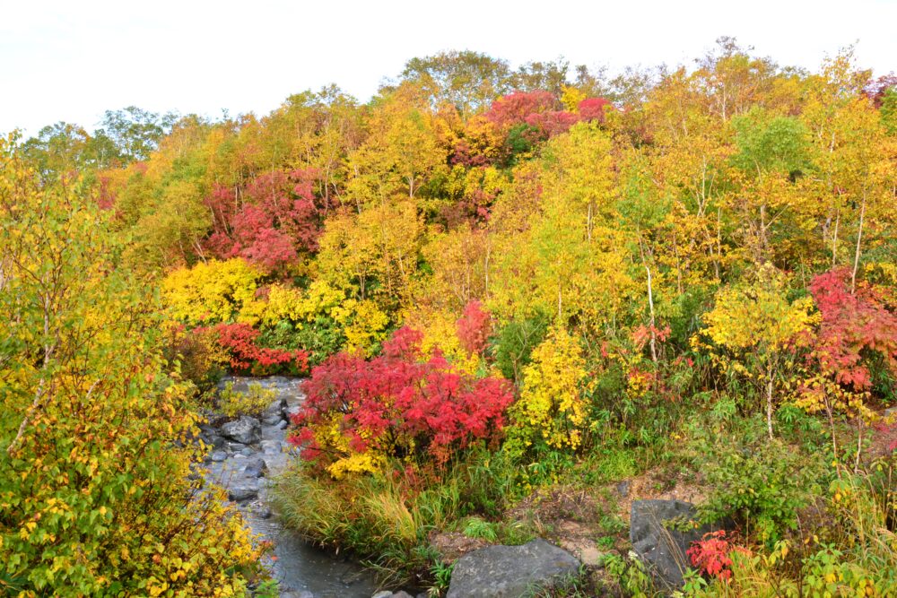 八甲田・じごく沼の紅葉