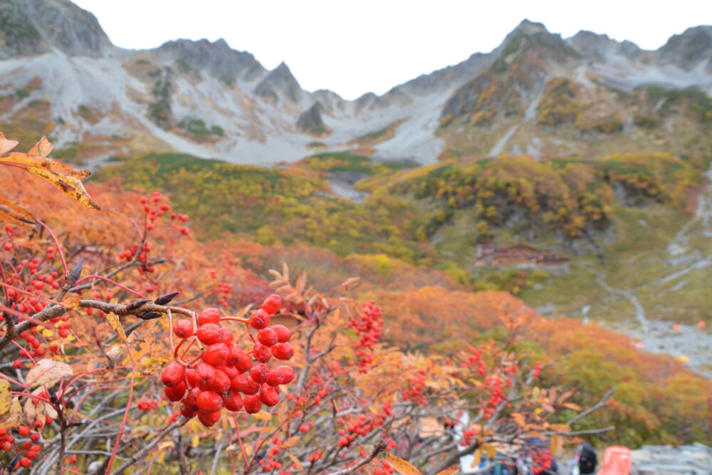 紅葉の涸沢カールとナナカマド