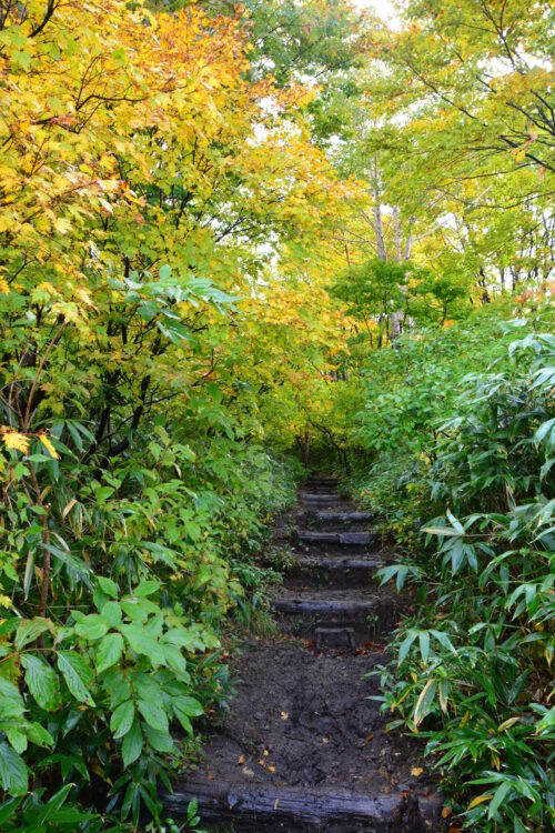 紅葉の八甲田山の登山道