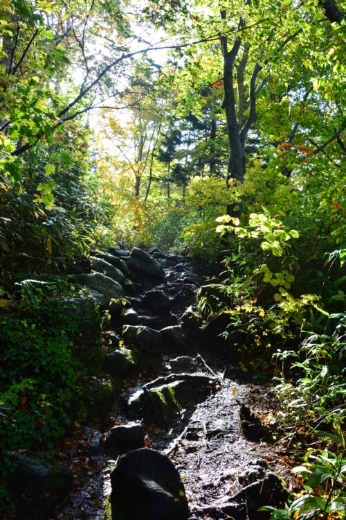 秋の八甲田山の登山道