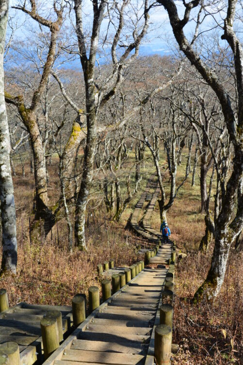 丹沢山の登山道