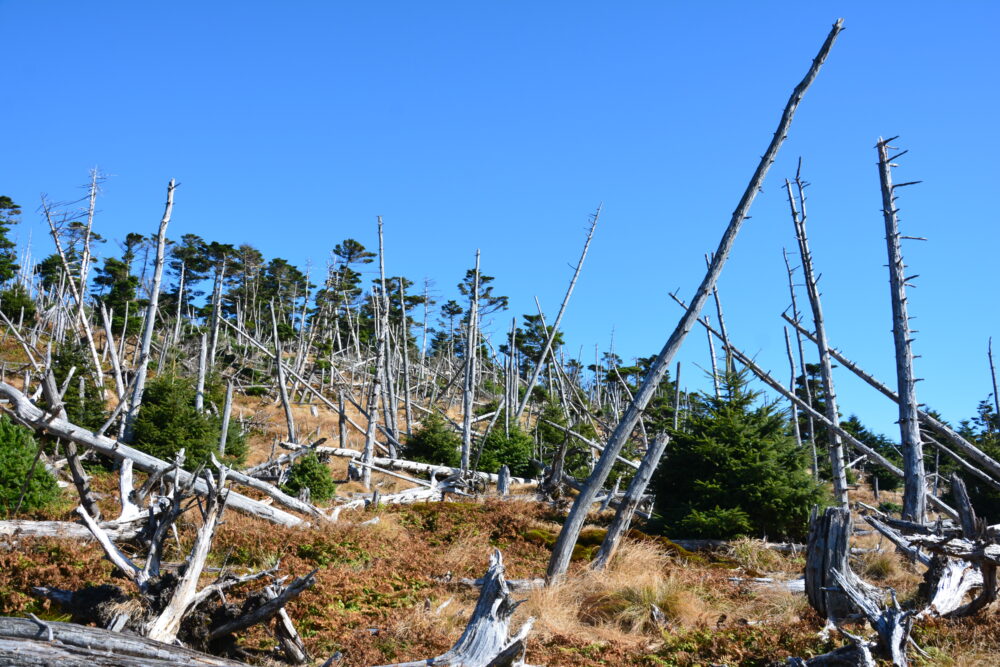 大峰山（弥山・八経ヶ岳）の立ち枯れた木々