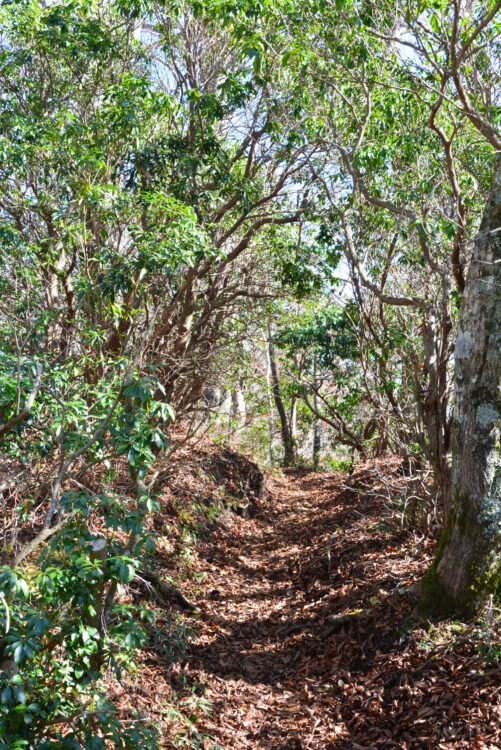 丹沢山の落ち葉が積もる登山道