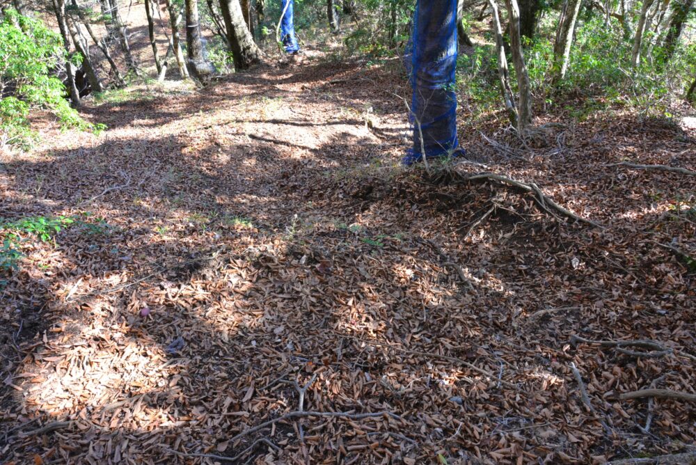 丹沢山の落ち葉が積もる登山道