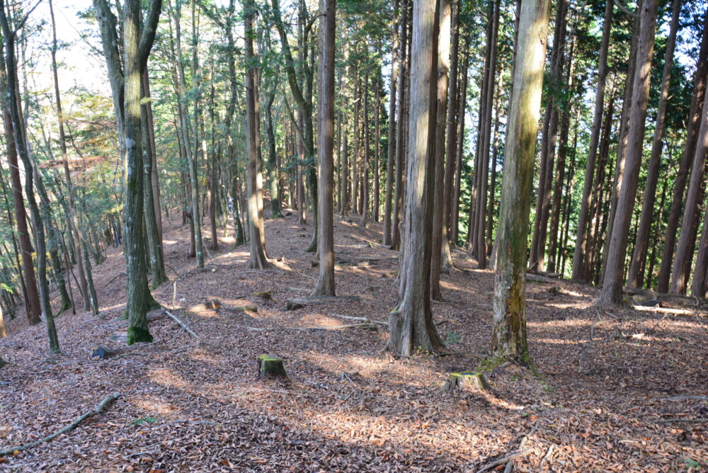 丹沢山の落ち葉が積もる登山道