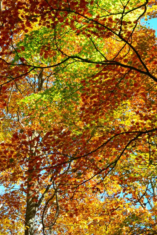 丹沢山の紅葉