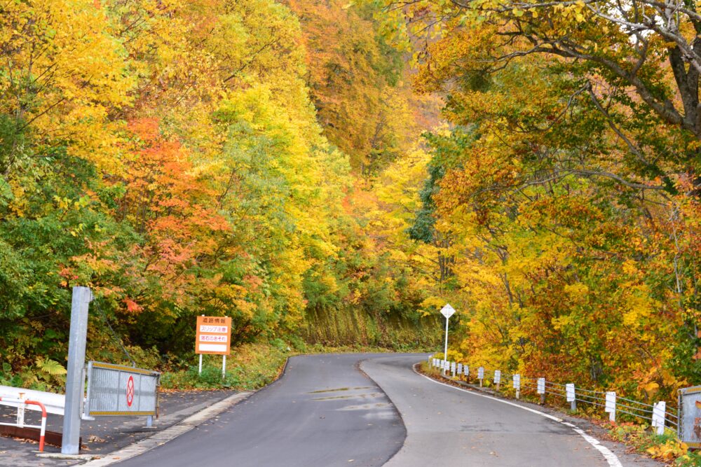 国道341号線の紅葉