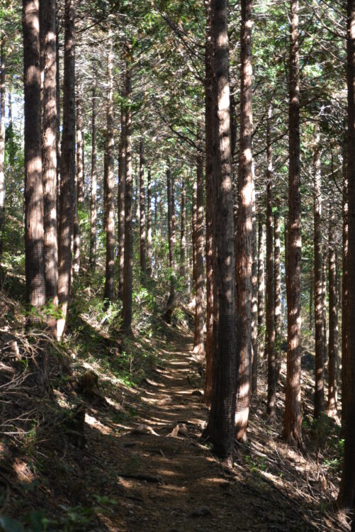 丹沢山の杉林