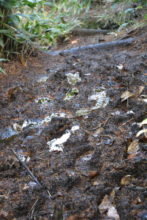 四阿山のぬかるんだ登山道