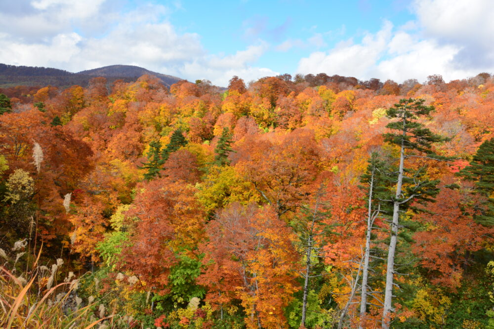 国道341号線の紅葉