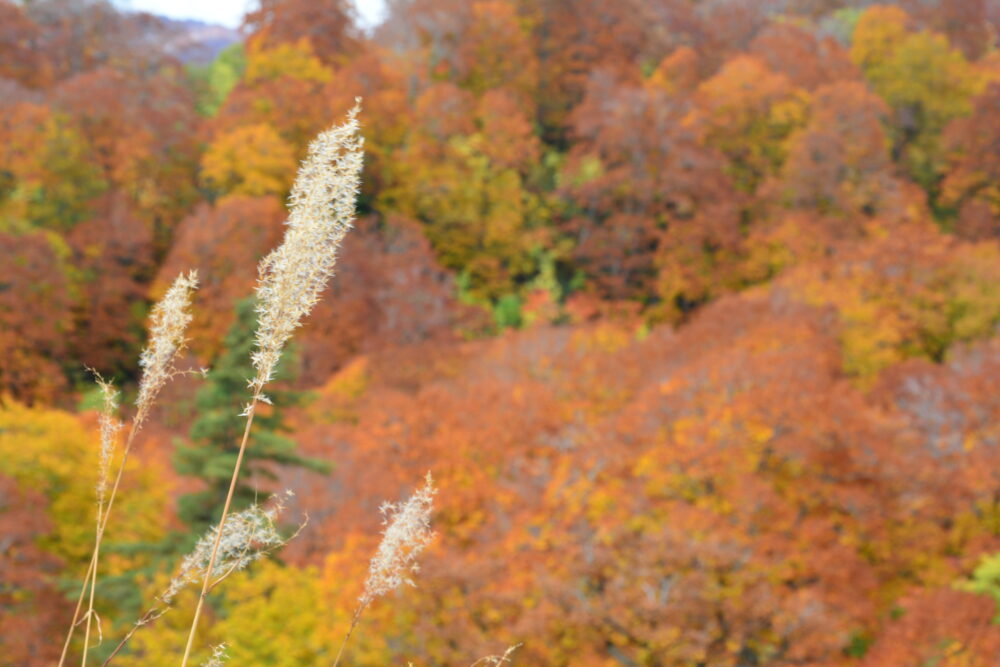 国道341号線（玉川温泉付近）の紅葉