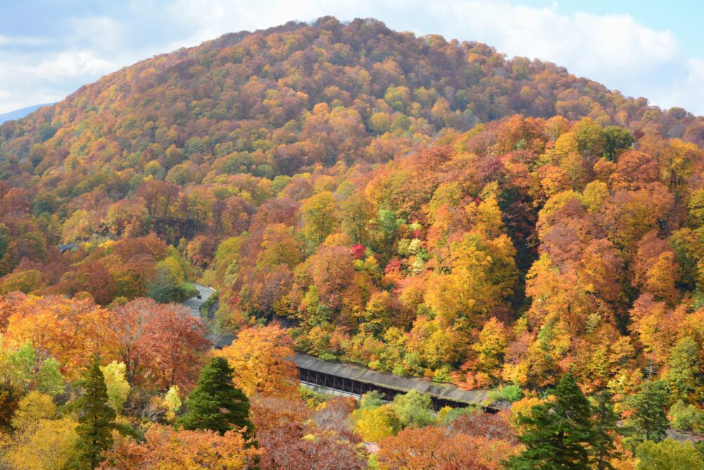 国道341号線（玉川温泉付近）の紅葉