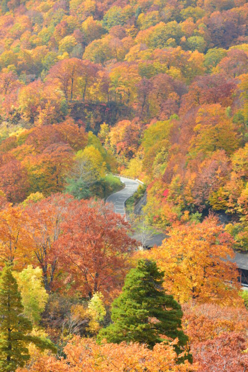 国道341号線（玉川温泉付近）の紅葉