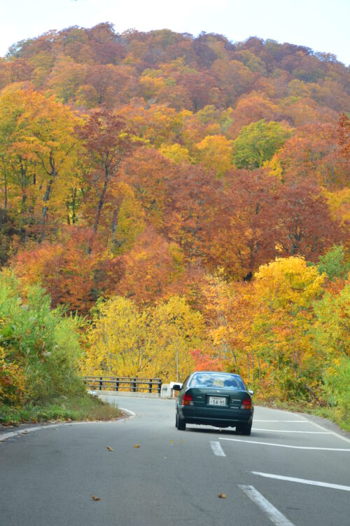 国道341号線（玉川温泉付近）の紅葉