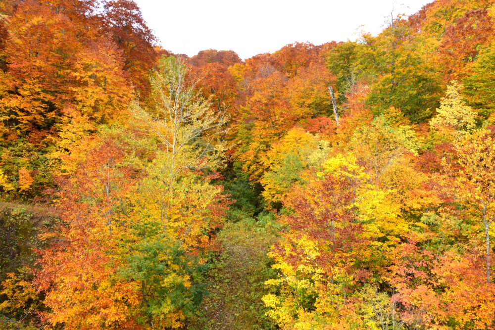 国道341号線（玉川温泉付近）の紅葉