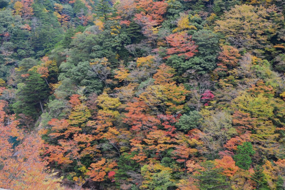 紅葉の寸又峡