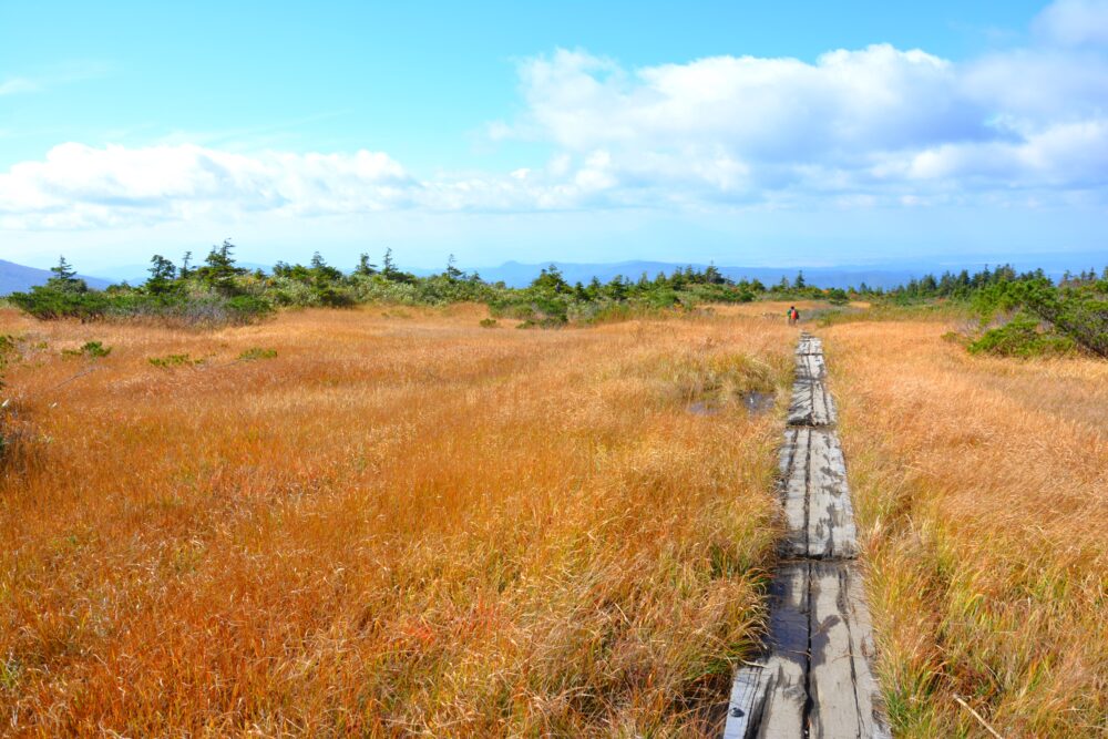 八甲田山・上毛無岱の草紅葉